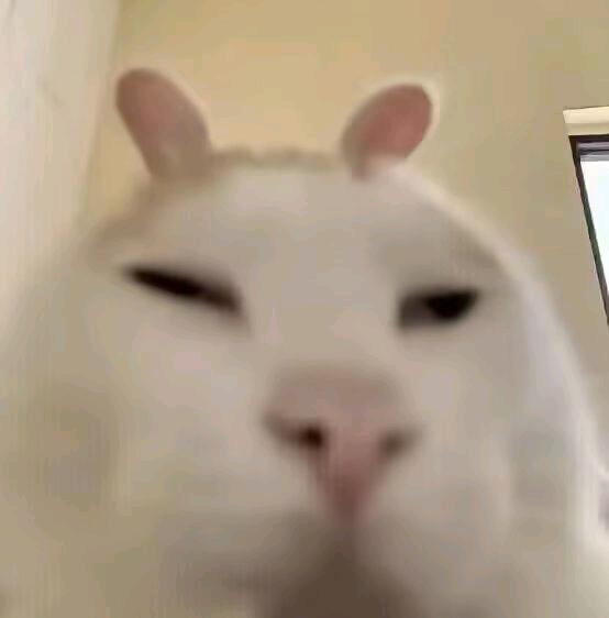 海盐狍狍子